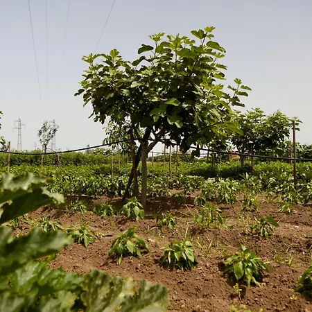 Il Vecchio Frantoio Stella Cilento