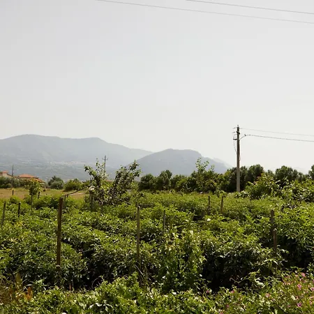 Il Vecchio Frantoio