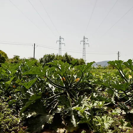 Il Vecchio Frantoio Stella Cilento